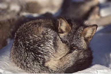 《战锤：末世鼠疫2》新职业“死灵法师”实机演示